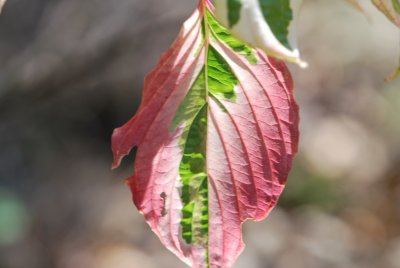 Cornus controversa 'Variegata' - svída sporná 'Variegata' - list (rub)